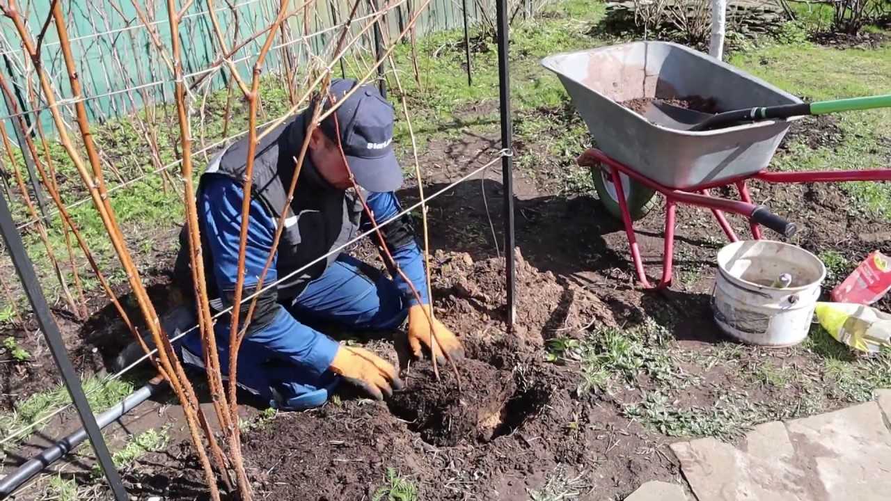 Пересадка малины осенью особенности и секреты