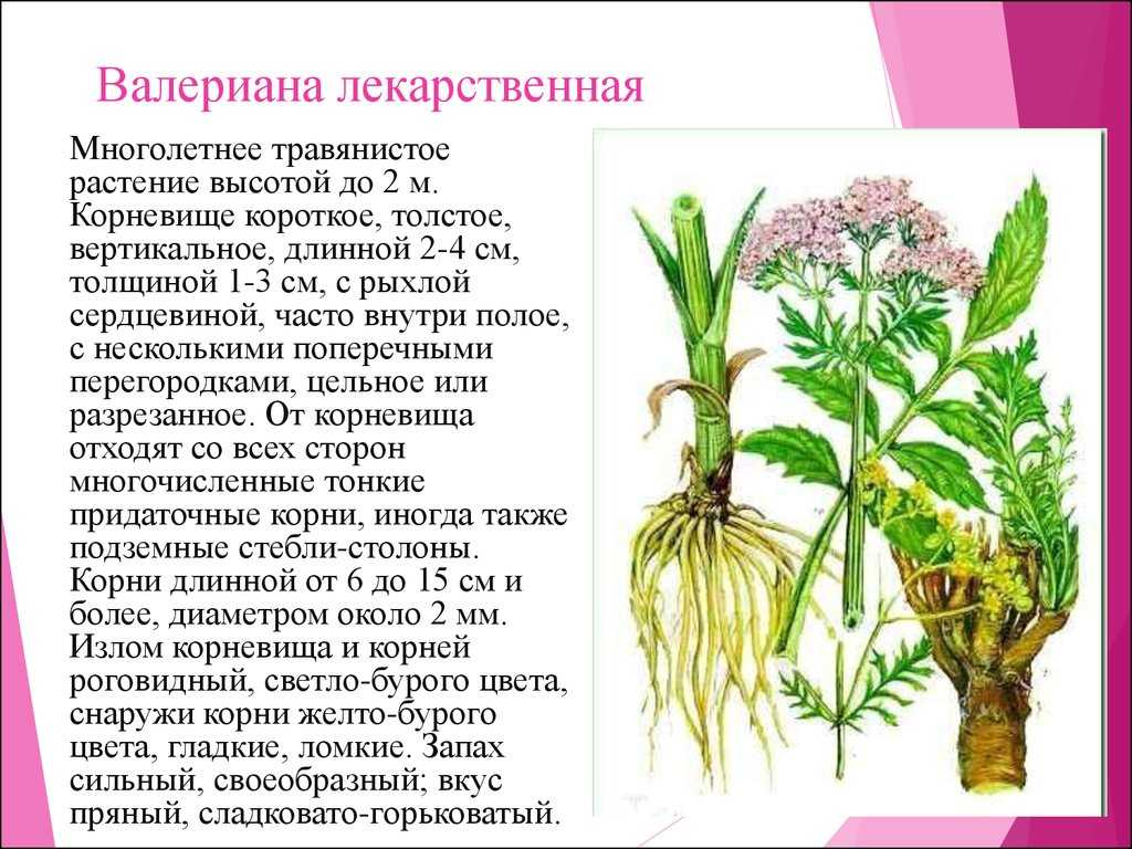 Растение валериана: фото, сорта, выращивание, посадка и уход