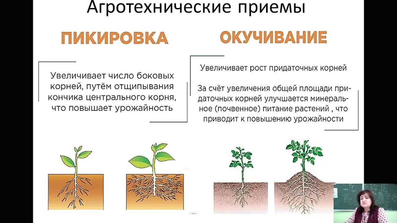 Когда, чем и как правильно окучивать картошку, чтобы получить хороший урожай: сроки, правила и сколько раз