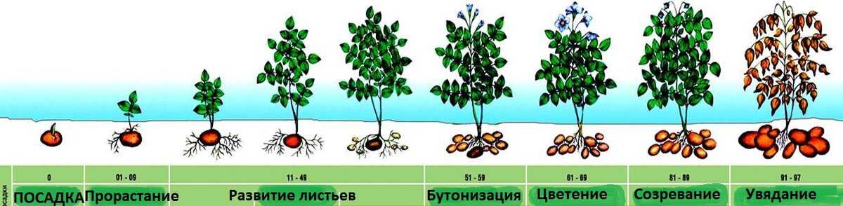 Все о колоновидных яблонях: урожайность, корневая система, срок жизни, нужна ли пара