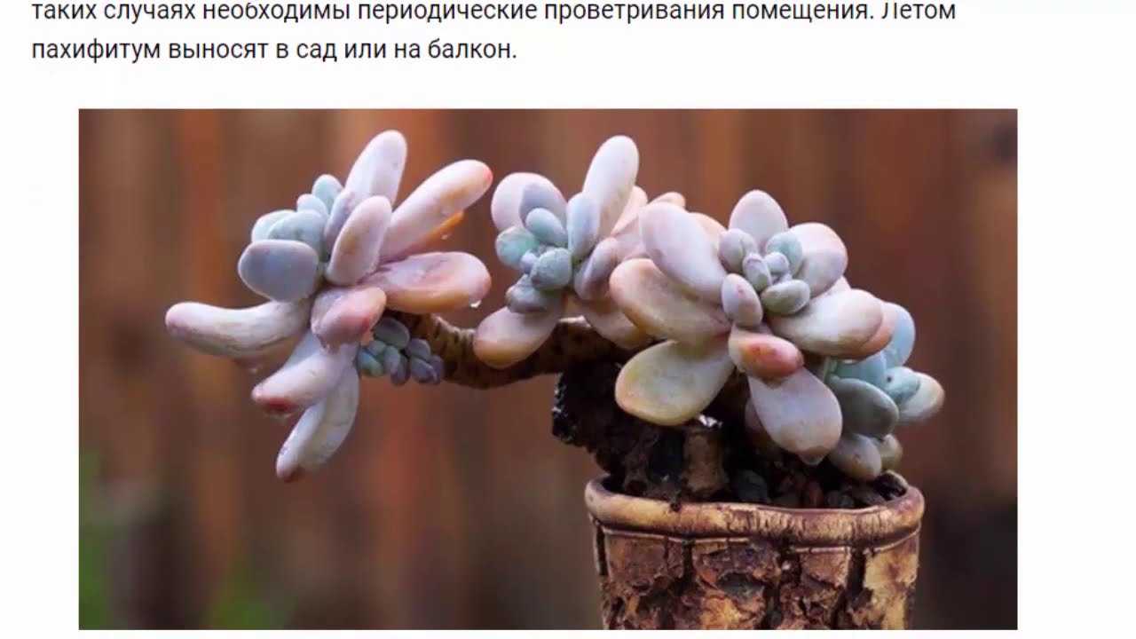 Пахиподиум: уход в домашних условиях, пересадка и размножение