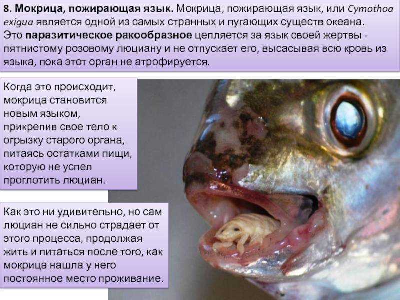 Насекомое мокрица, виды с фото: чем питаются в домашних условиях, кусаются ли и чем опасны?