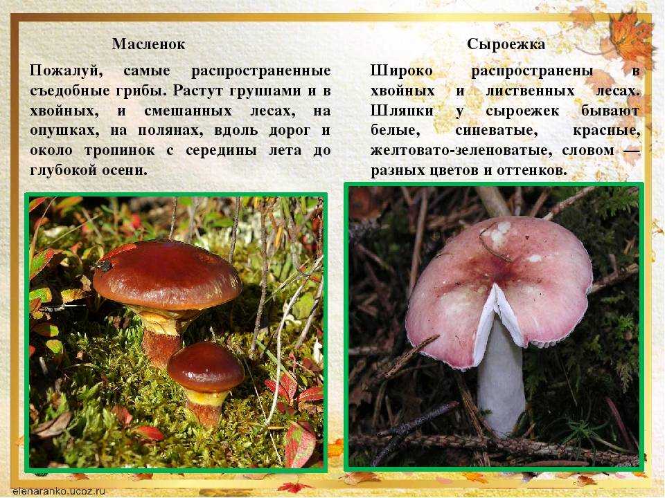 Рядовка землистая – землянисто-серый, полезный и ароматный гриб: где искать и как готовить