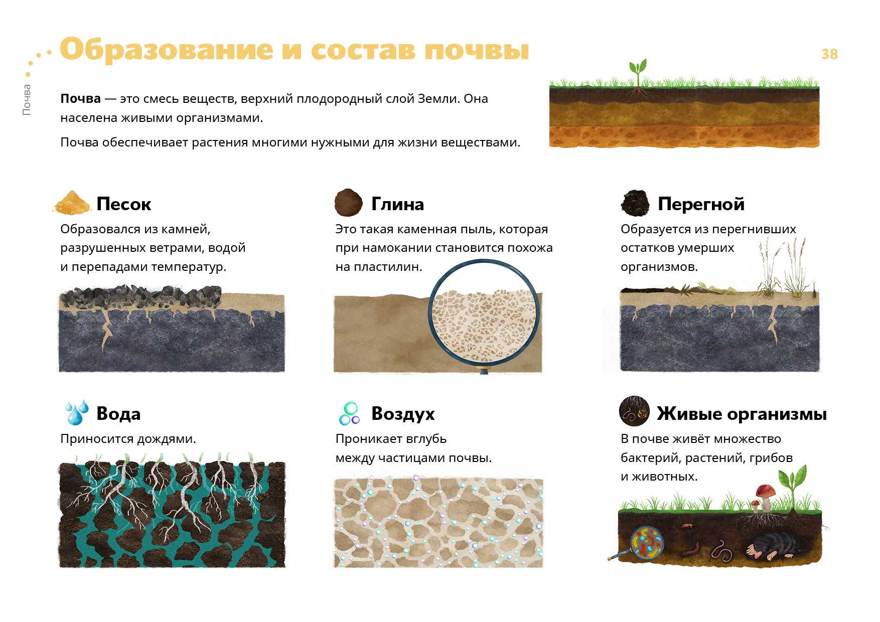 Портулак: посадка и уход в открытом грунте