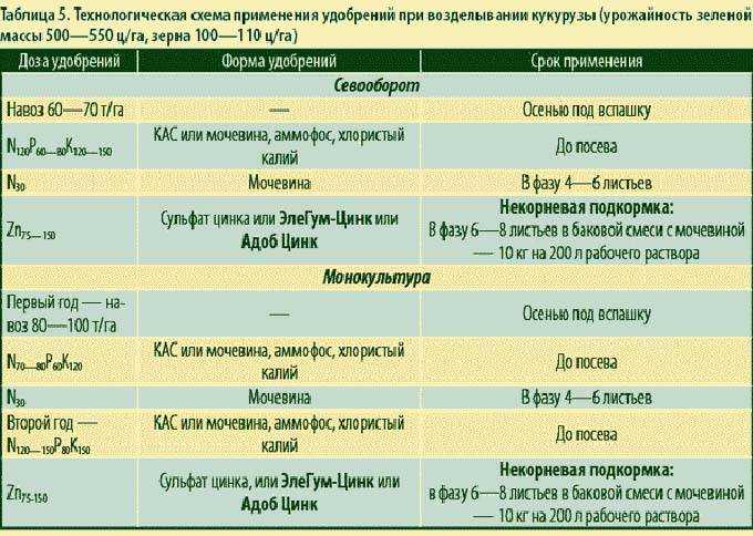 Можно ли есть кормовую тыкву людям
