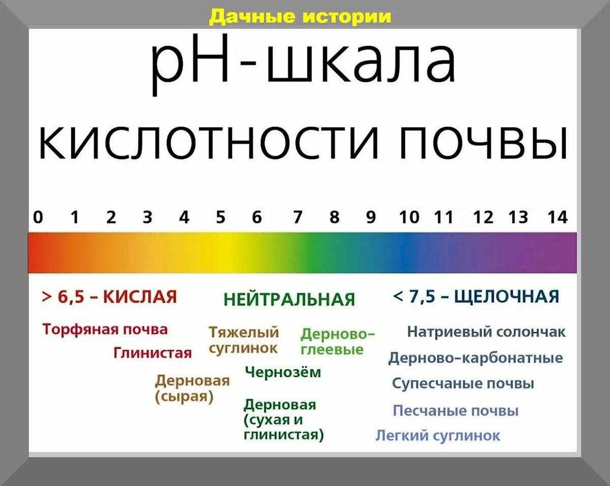 Выбираем и готовим участок под посадку малины