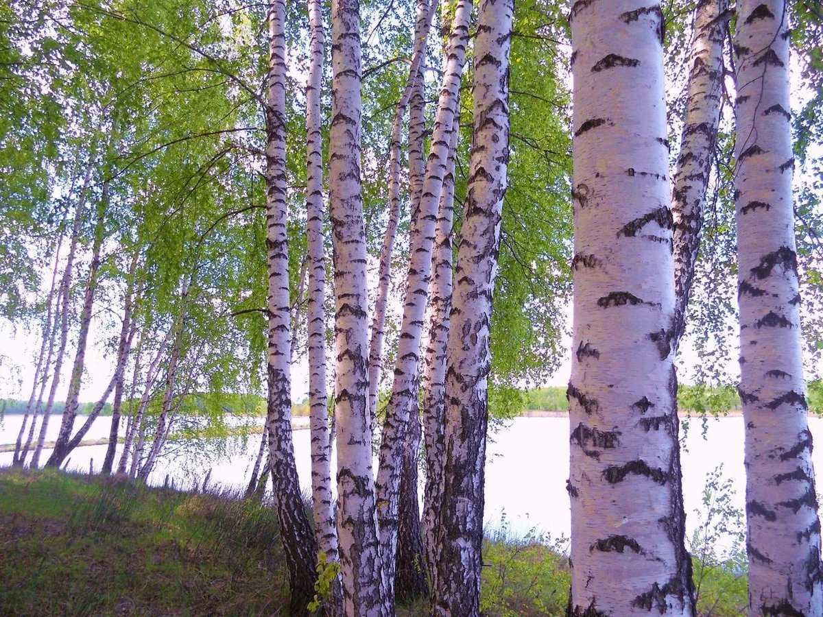 Выращивание березы, уход после посадки и виды