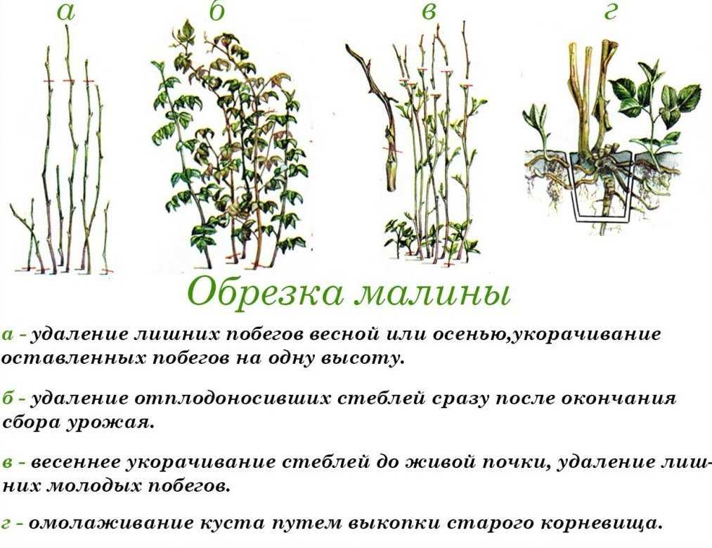 Двойная обрезка малины: метод соболева повышает урожай в 5 раз