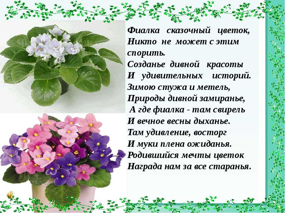 Лесная фиалка: фото цветка, особенности выращивания, болезни растения и их лечение selo.guru — интернет портал о сельском хозяйстве