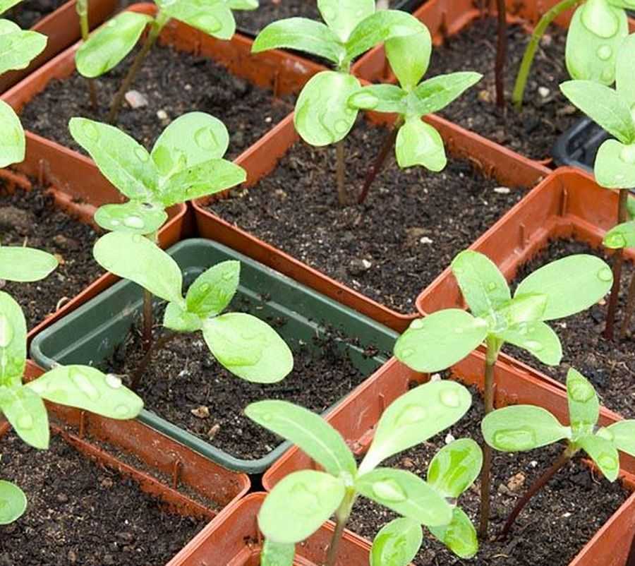 Клеома: посадка и уход в открытом грунте, выращивание из семян, фото