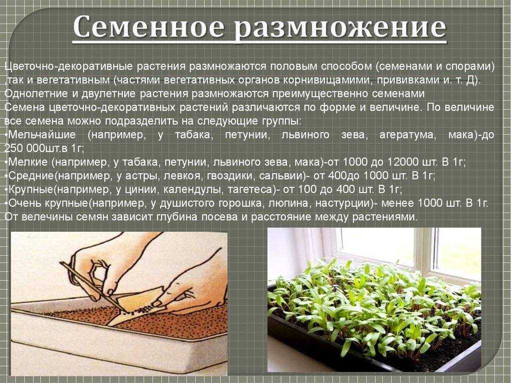 Гербера садовая: главные секреты выращивания