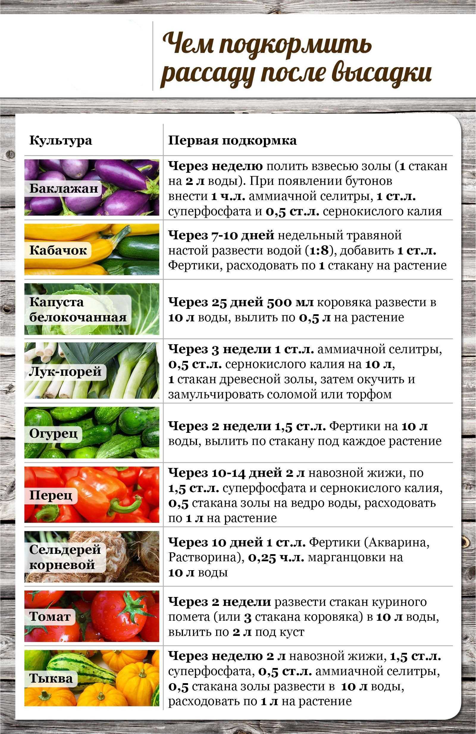 Посадка базилика: выращивание из семян в открытом грунте и на подоконнике, уход за культурой, польза и вред