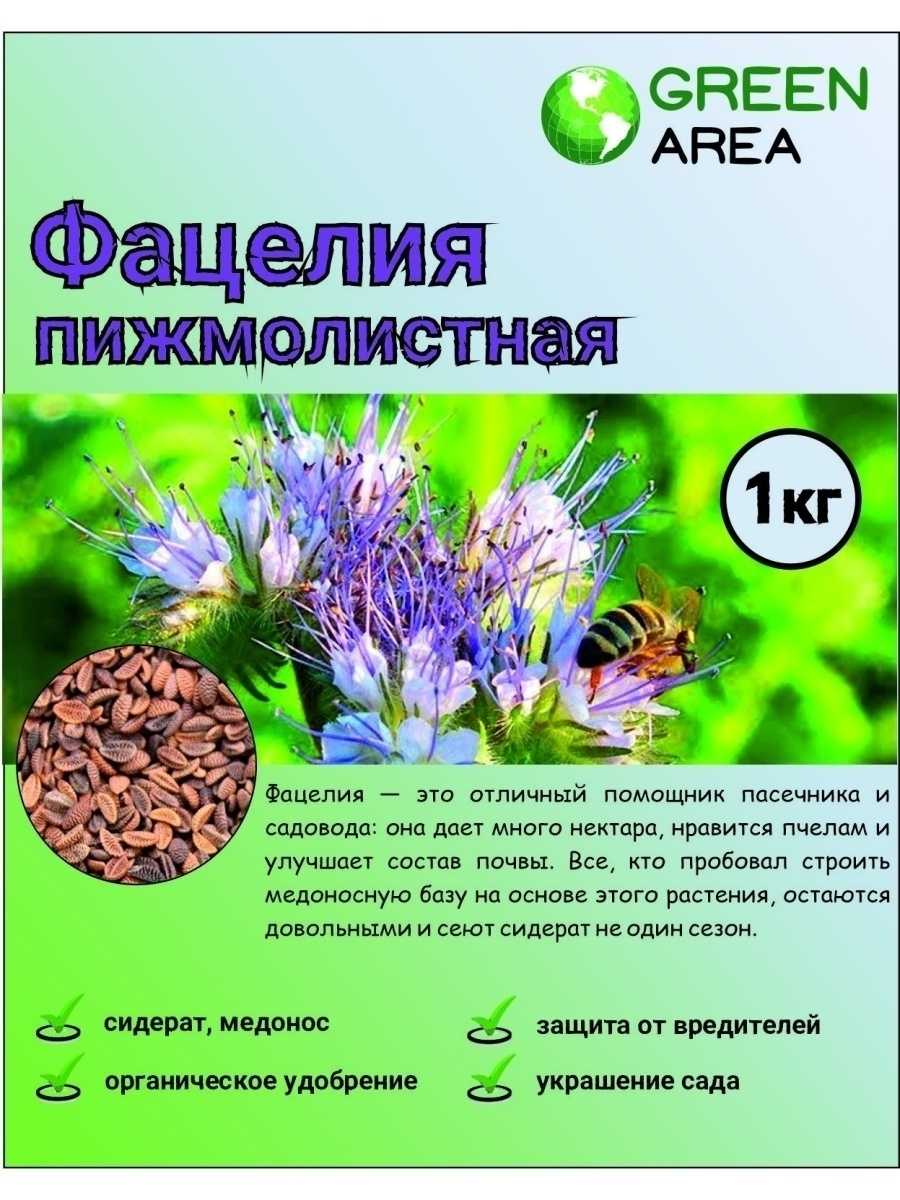 Фацелия сидерат: когда посеять, оптимальные сроки скашивания