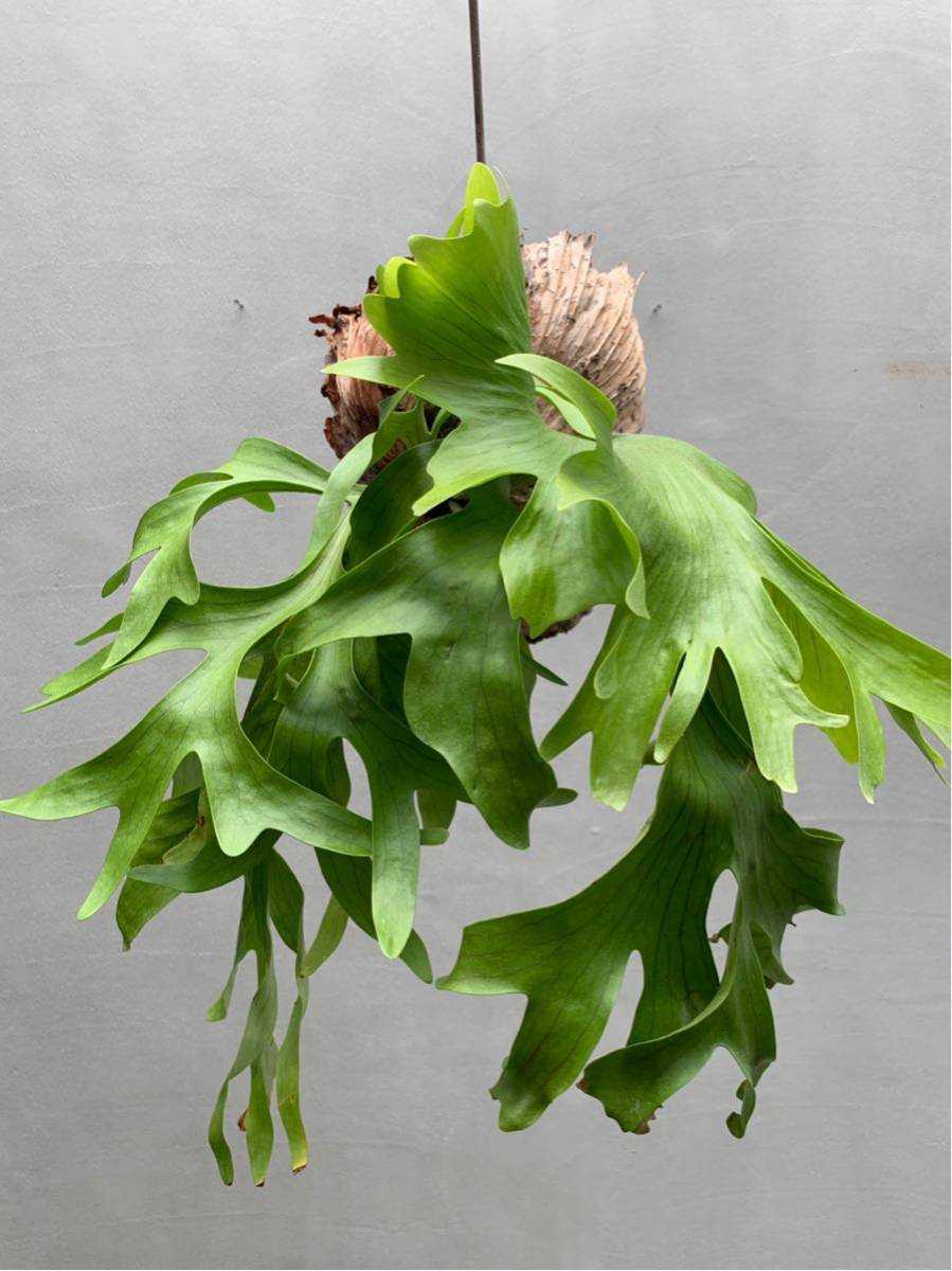 Платицериум (олений рог) platycerium