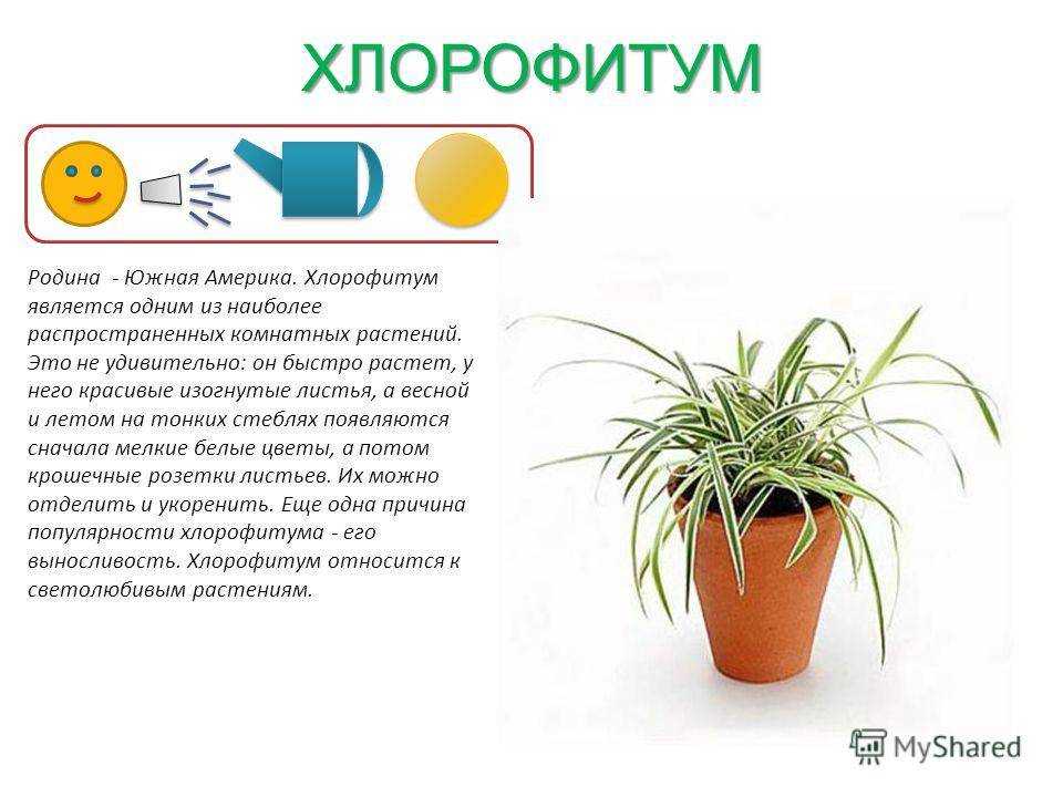 Уход за хлорофитумом в домашних условиях
