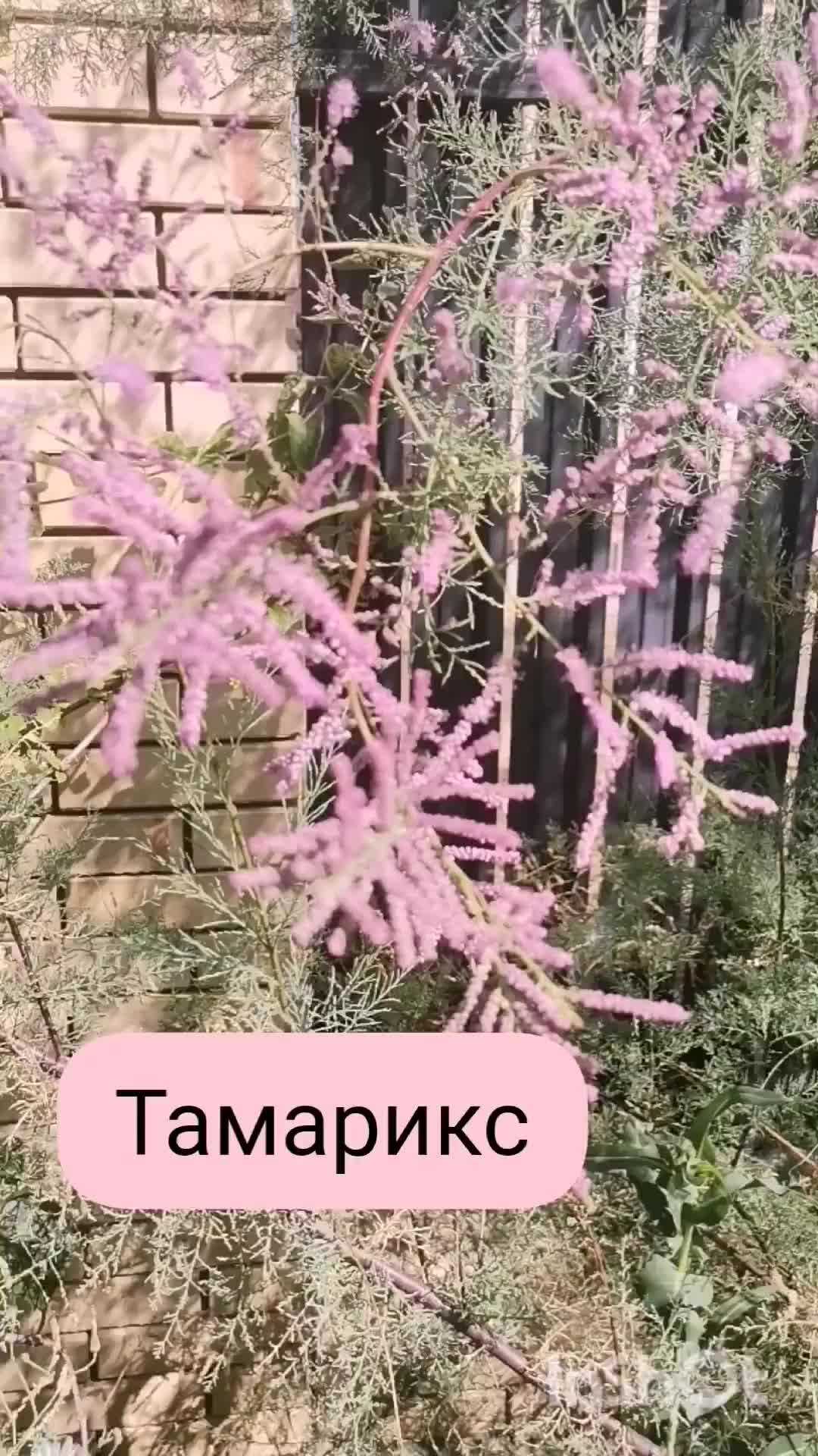 Растение портулак Portulaca, которое еще именуют дандур, является частью семейства Портулаковые В природе оно встречается в Северном полушарии, а точнее, в областях с тропическим климатом