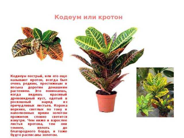 Кротон: приметы и суеверия о полезном растении