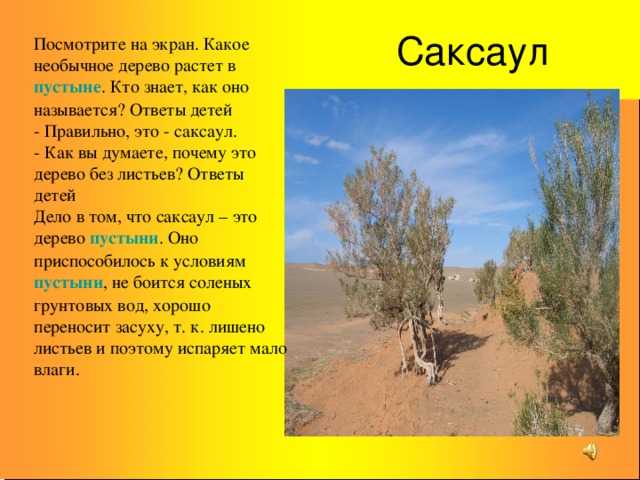 Растения в пустыне: что растет в пустынях азии и других, жители, климат | tvercult.ru