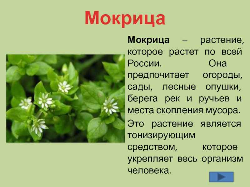 Мокрицы в доме как избавиться фото