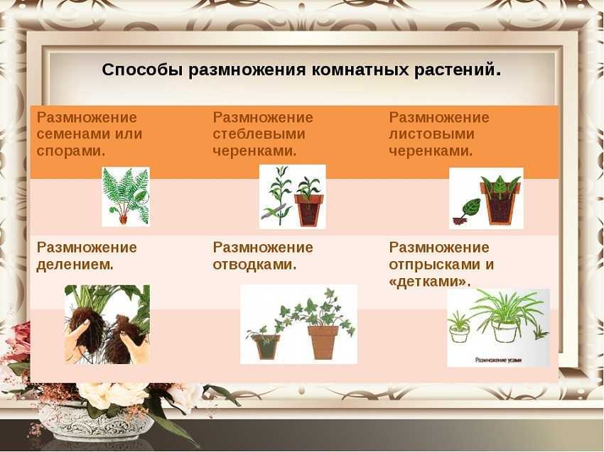 Комнатная азалия, или рододендрон — секреты ухода
