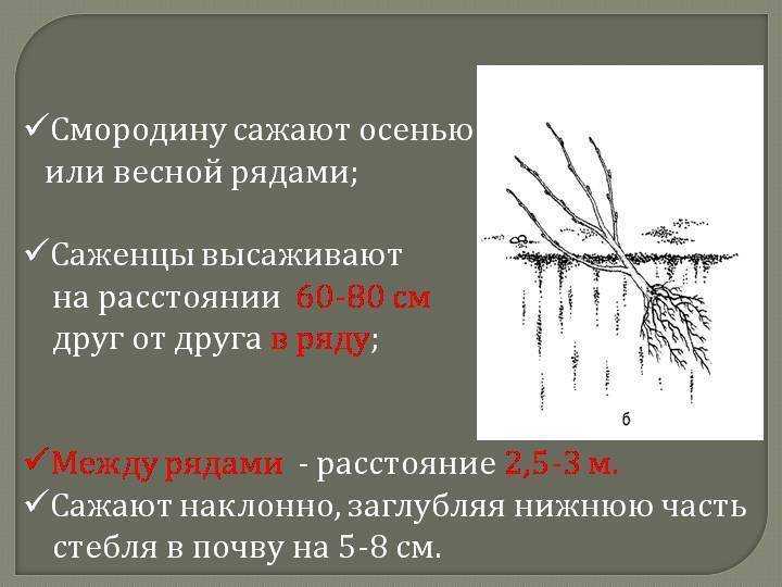 Посадка крыжовника весной: сроки, особенности, технология высадки ягодного кустарника