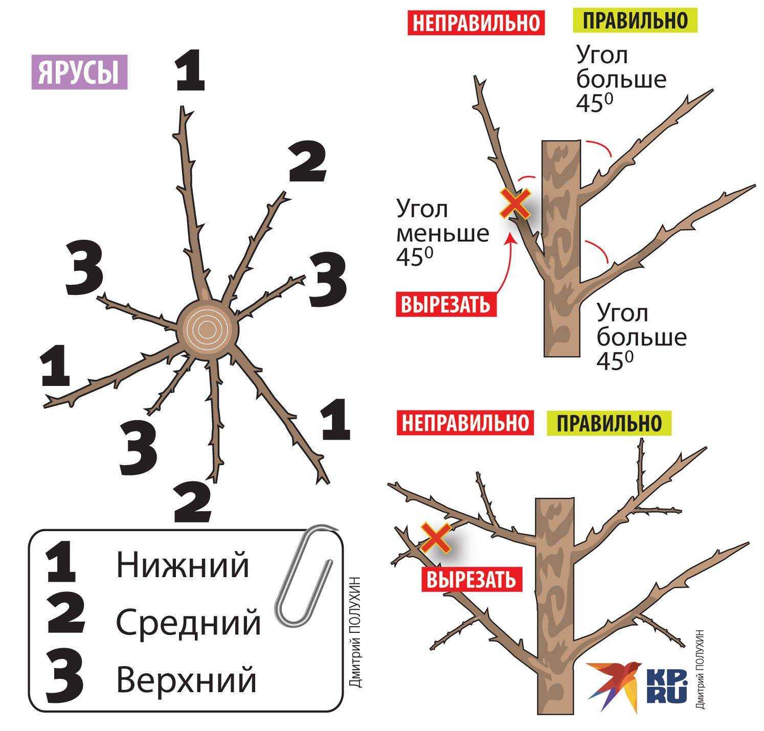 Когда обрезают плодовые деревья: сроки обрезки весной и осенью