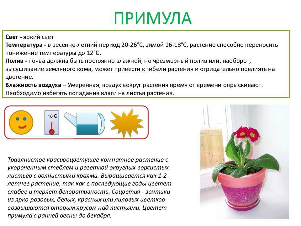 Орхидариум — уютный «дом» для орхидей. выбор растений. уход в домашних условиях. фото — ботаничка