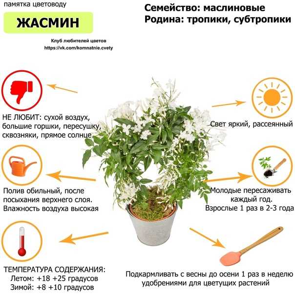 Пальма бутия – уход в домашних условиях. выращивание бутии, пересадка и размножение. описание, виды. фото