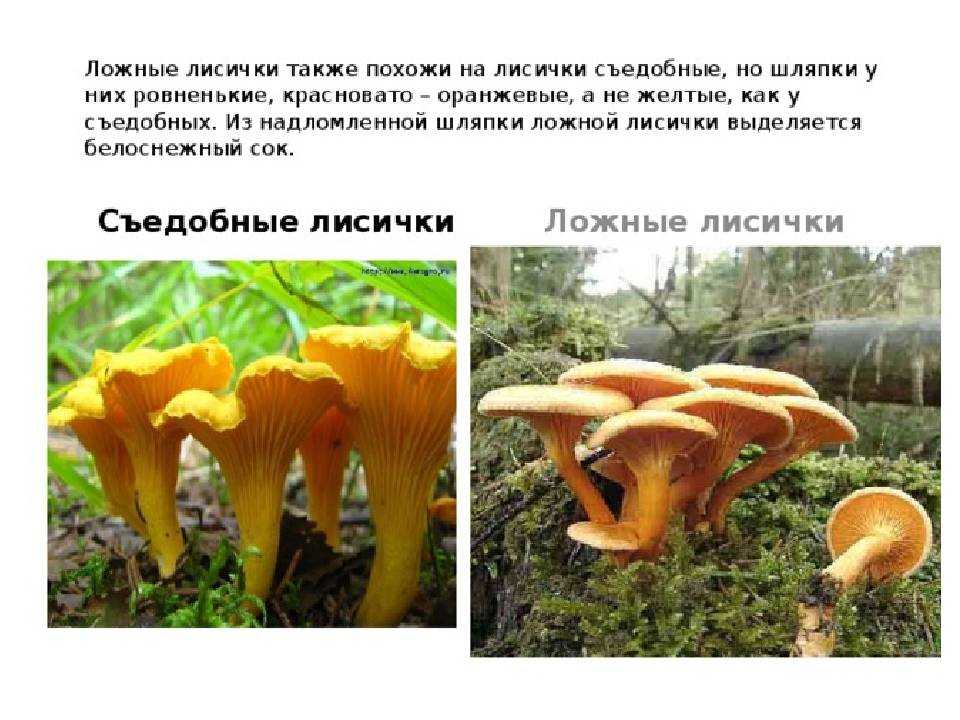 ✅ ложная лисичка съедобная или нет - питомник46.рф