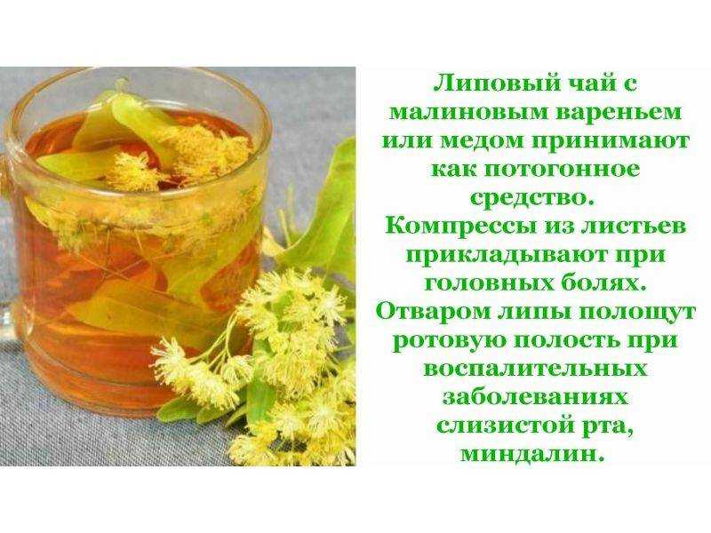 Рододендрон кавказский: целебные свойства, заготовка, как заваривать и пить