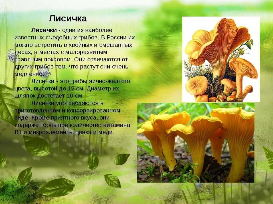 Лисичка ложная: описание, полезные свойства, вред | food and health