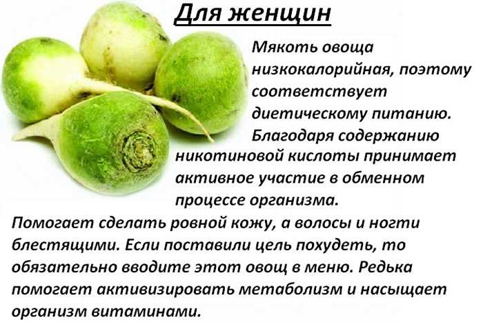 Редька - полезные и опасные свойства редьки