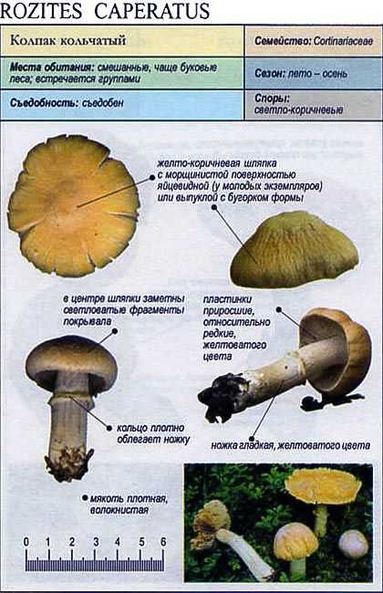 Грибы колпаки как отличить от поганки