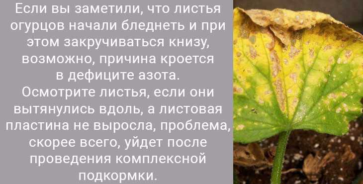 Почему желтеют листья у огурцов и что с этим делать