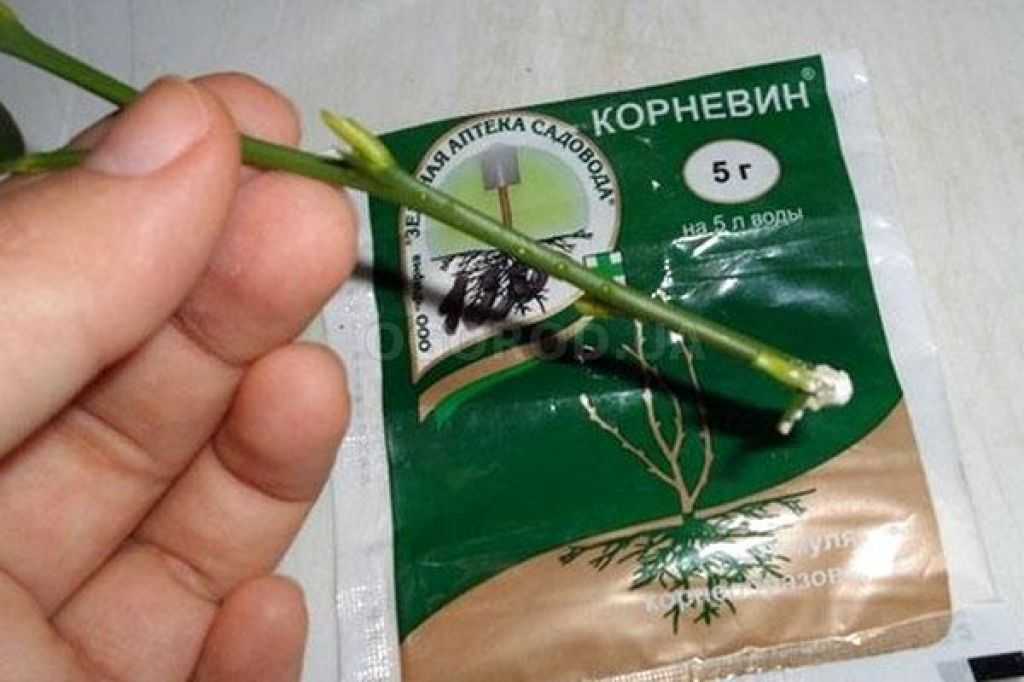 Как применять циркон для орхидей: как правильно использовать препарат и разводить нужную дозировку, а также сколько минут держать в растворе черенки или семена? selo.guru — интернет портал о сельском