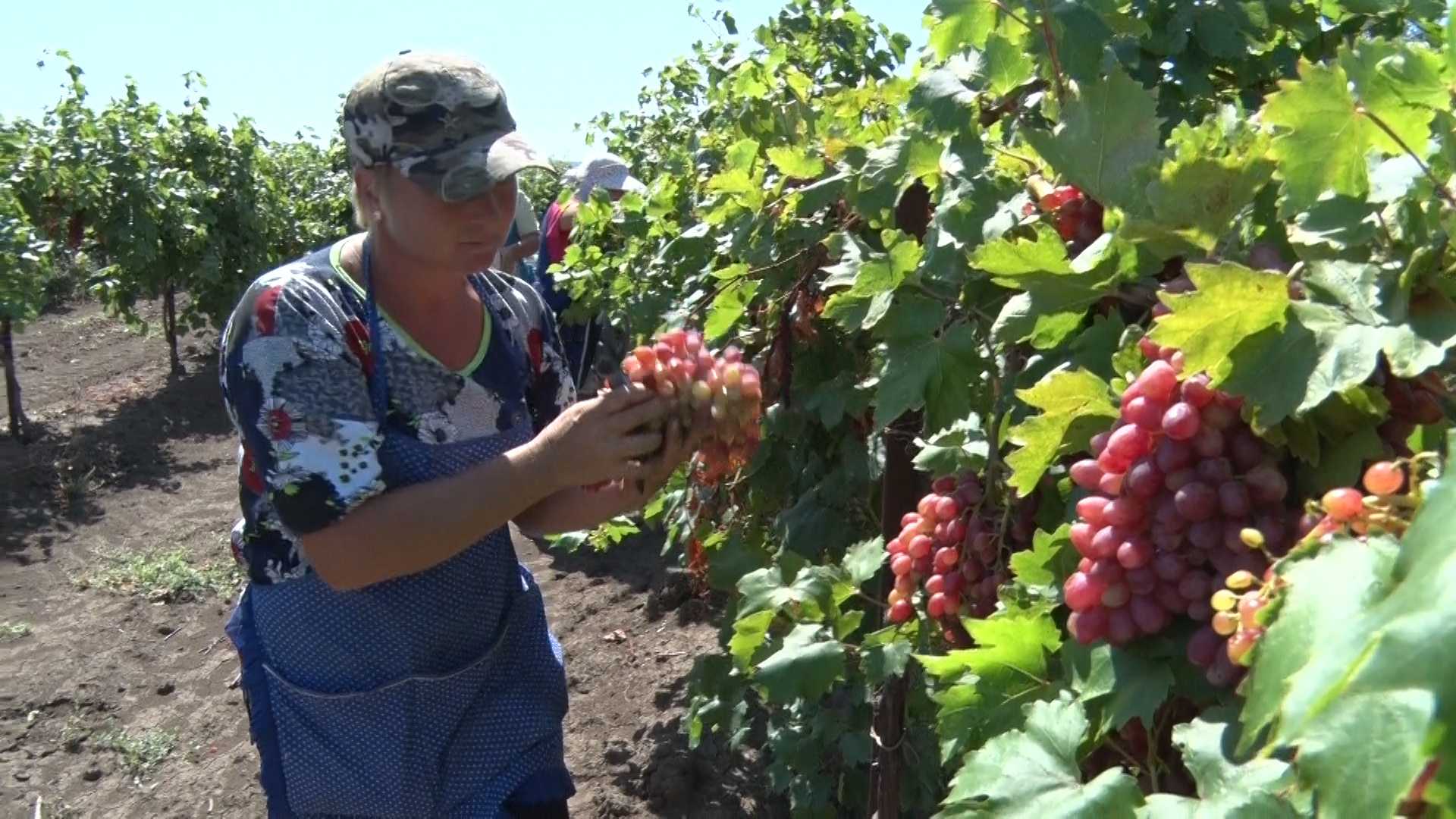 Пошаговая инструкция по посадке винограда саженцами летом для начинающих виноградарей