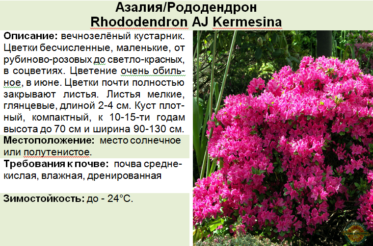 Рододендрон: виды и сорта с фото и описанием, уход и посадка
