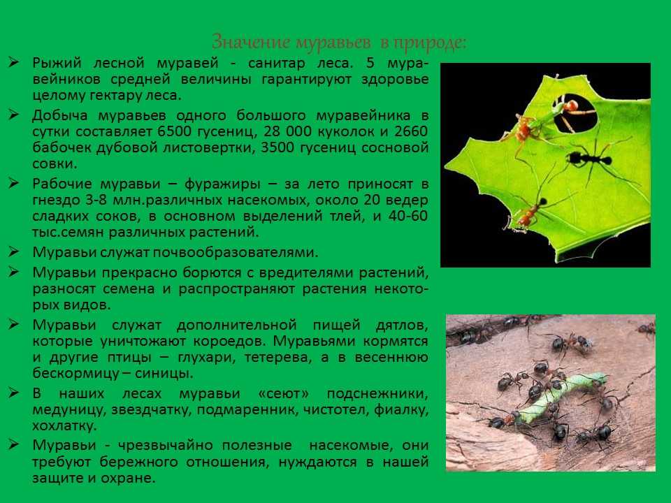 Враги муравьев, кто их ест и истребляет в природе