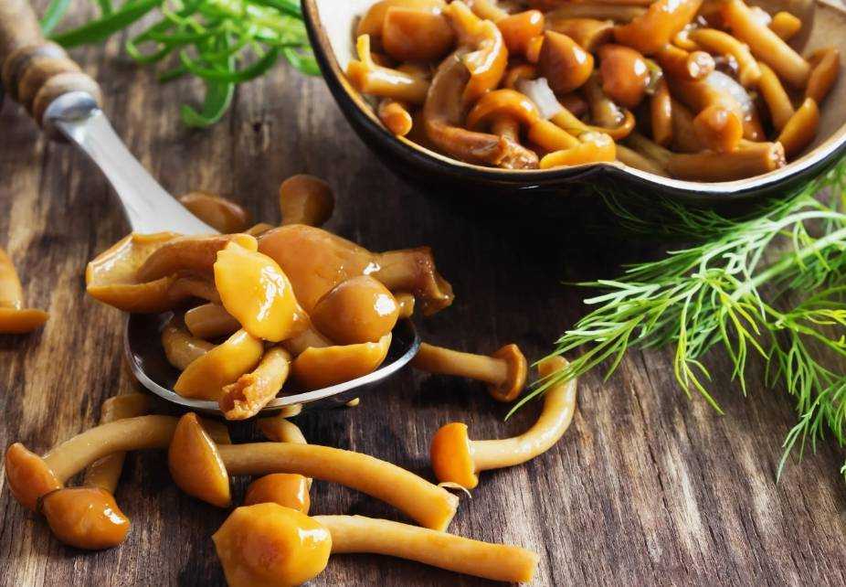 ✅ грибы козляк: рецепты приготовления, как мариновать и солить - tehnoyug.com