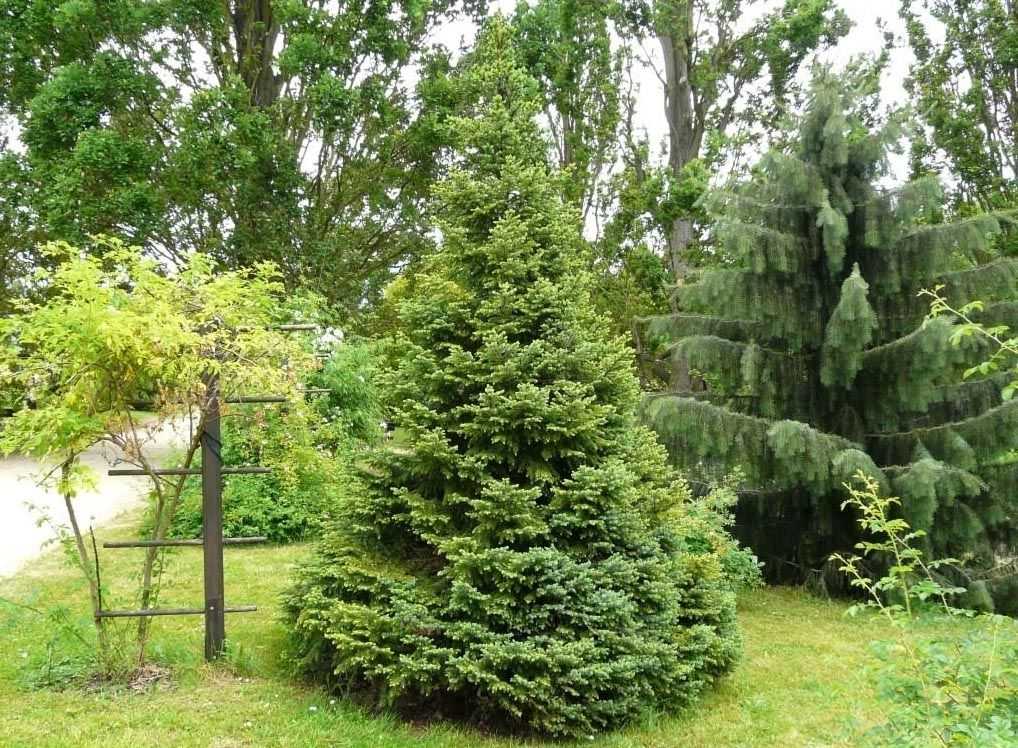 Сербская ель (picea omorika): уход, посадка, описание, сорта, фото
