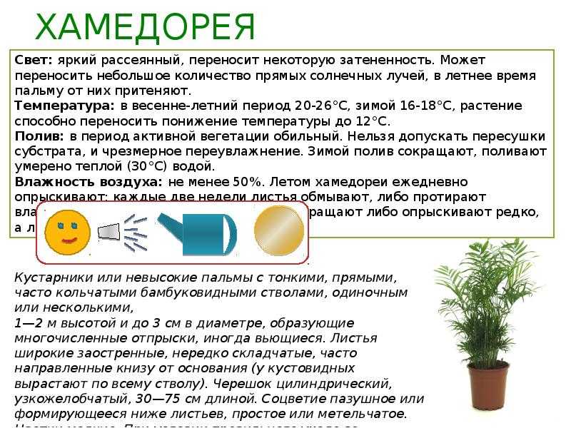 Бегония уход в домашних условиях после покупки и методы размножения растения. 