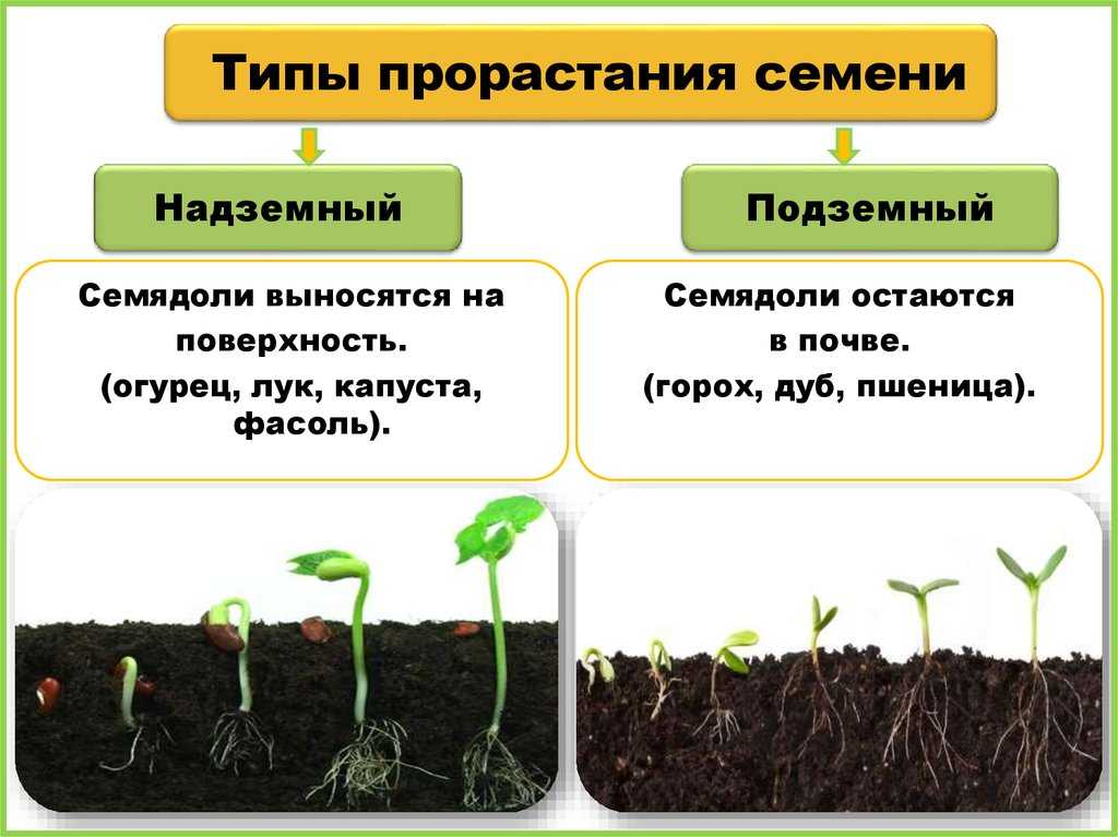 6 способов подготовки семян перца к посеву: советы профессионала
