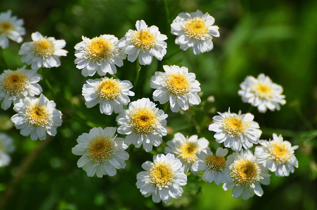 Танацетум сорта. tanacetum (танацетум или матрикария) | зелёный сад
