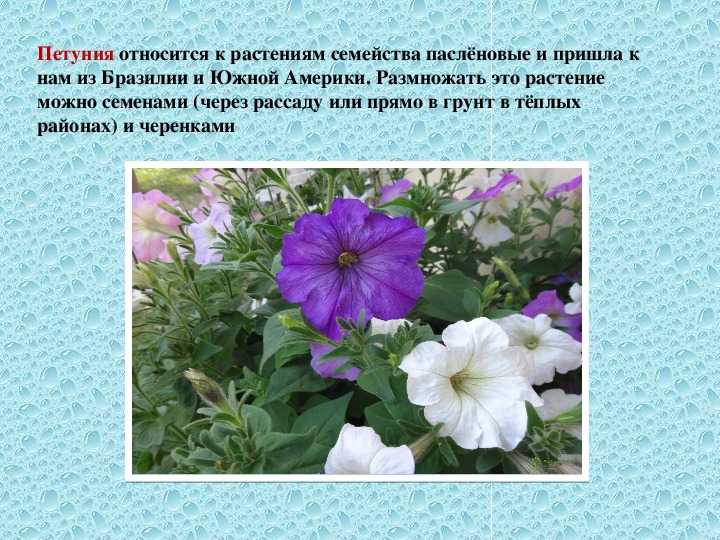 Кустовые петунии лучшие сорта