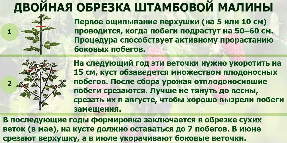 Двойная обрезка малины по методу соболева для урожая