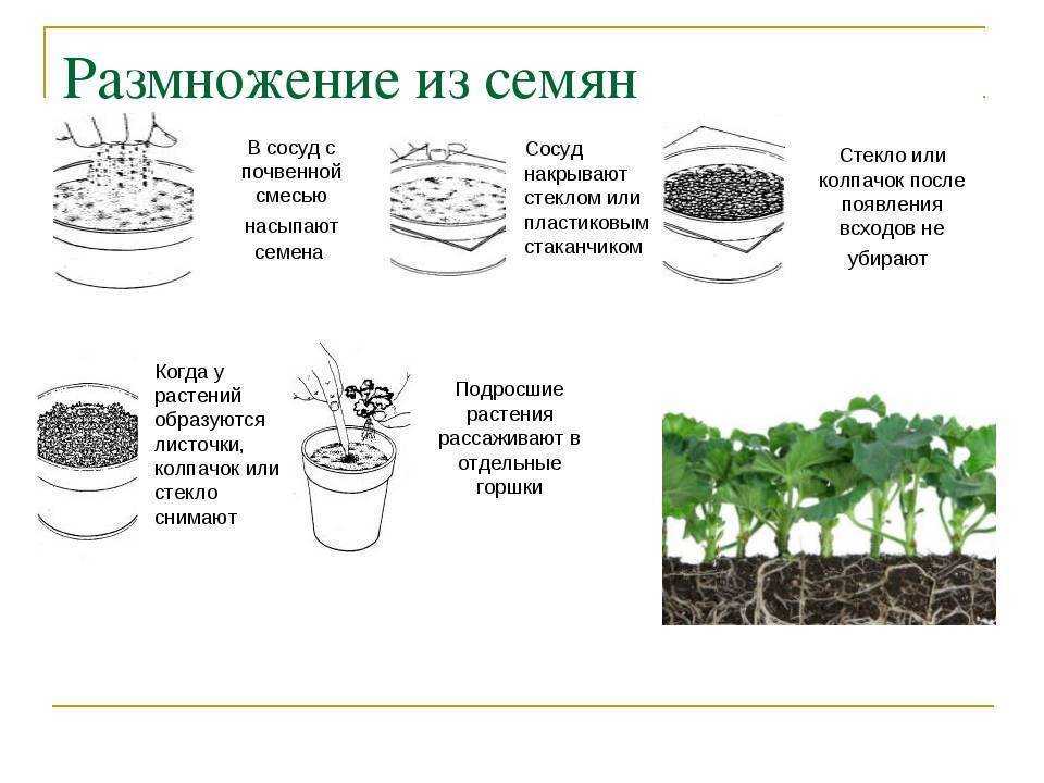 Можжевельник для дачи: посадка и уход в открытом грунте