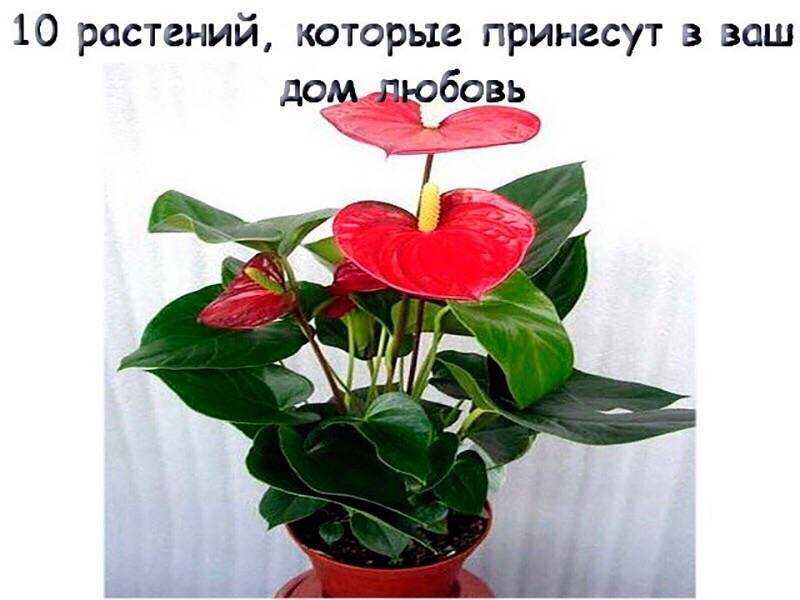 Домашние цветы на счастье, любовь, удачу в семье и в доме