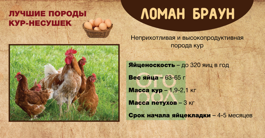 Ломан браун: характеристика и продуктивность, плюсы и минусы породы кур