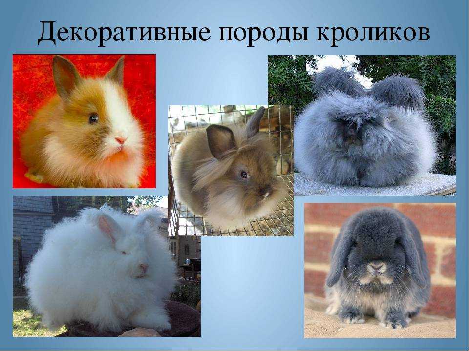 ᐉ породы и виды декоративных кроликов - zooon.ru