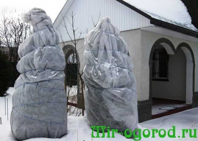 Нужно ли укрывать туи на зиму – когда и из чего делать укрытия